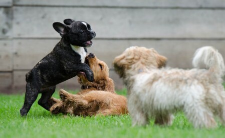 Puppy Class